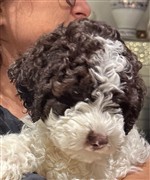 4 Color Passion Timea Hana,  (--)