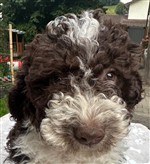 Peppino Gino of Golden Comfort,  (--)