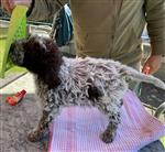 Emilio vom Luäg is Land