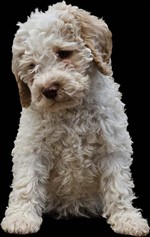 Io sono Milo dello Spirito del Bosco