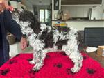 Riley di Campo del Lago,  (--)