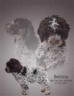 Bellina dai riccioli di seta,  (--)