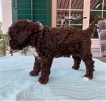 Xennia vom Luäg is Land,  (--)