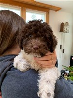 Anuk vom Luäg is Land,  (--)