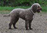 Balto del tesoro d`Oro,  (SHSB696767)