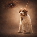 Oscar Century Olmo,  (LOF9029/957)