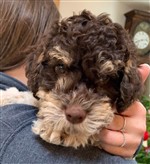 Aldo vom Luäg is Land,  (--)