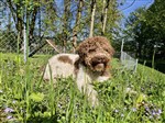 Taro di campo del lago,  (SHSB803278)