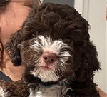 4 Color Passion Takiima Allegra,  (--)