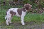 Taro di campo del lago,  (SHSB803278)
