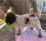 Enrik-Enook vom Luäg is Land,  (--)