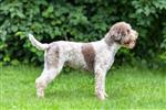 Gingercreek Truffle Yellow Passion, Jesse (SHSB761440)
