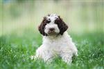 Iko Balou di montefame,  (--)
