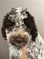 Mellina Milo of Golden Comfort,  (--)