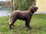 Hachiko Tosca della Scala, Tuffo (SHSB765813)