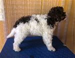 Furbo Amici per sempre,  (--)