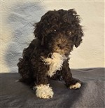 Clurak dai Riccioli di Appowila,  (--)