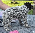 Douchka Joya de la Chésalline