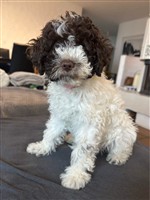 Coco dai Riccioli di Appowila,  (--)