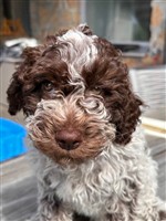 Marnie dal arch san martin,  (--)