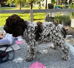 Dolly de la Chésalline