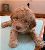 Armani vom Luäg is Land,  (--)