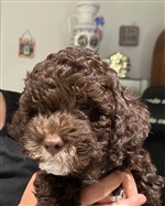 4 Color Passion Tehani Nala,  (--)