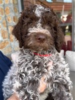 Monty dal arch san martin,  (--)