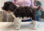 Liano Rocco of Golden Comfort,  (--)