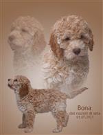 Bona dai riccioli di seta,  (--)