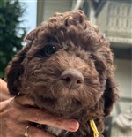 Peppina Vita of Golden Comfort,  (--)