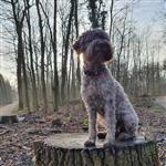 Diva dello Spirito del Bosco, Diva (SHSB708277)