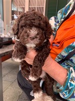 Xennia vom Luäg is Land