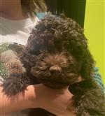 4 Color Passion Meo Leonidas,  (--)