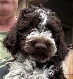 Chicco dello Spirito del Bosco,  (--)
