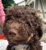 Peppino Fadri of Golden Comfort,  (--)