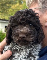 Delia Daisy de la Chésalline,  (--)