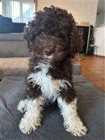 Charly dai Riccioli di Appowila,  (--)