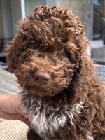 Merlot dal arch san martin,  (--)