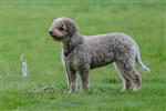 Clio della Coppalina, Spucky (SHSB728305)
