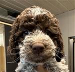 Iliana Winnie of Golden Comfort,  (--)