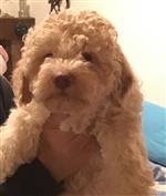 Suri Amici Per Sempre,  (--)