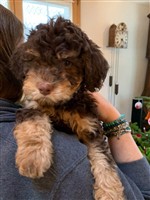 Asco vom Luäg is Land,  (--)