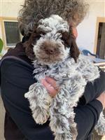 Lea de l‘île d‘Ogoz,  (--)