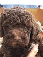 Arno vom Luäg is Land