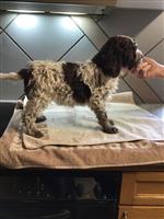 Gingercreek Truffle Yellow Passion, Jesse (SHSB761440)