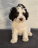 Chilly dai Riccioli di Appowila,  (--)