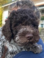 Dolly de la Chésalline,  (--)