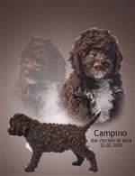 Campino dai riccioli di seta