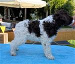 Bailey Birba il compagno lanoso,  (--)